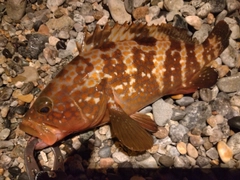 キジハタの釣果