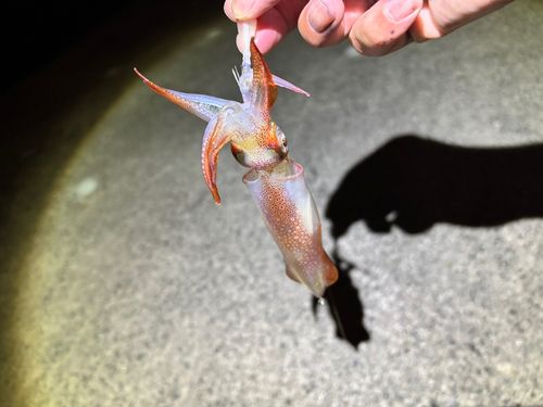 ケンサキイカの釣果