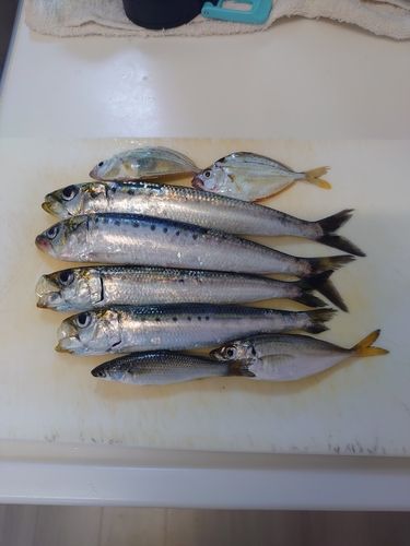 マイワシの釣果