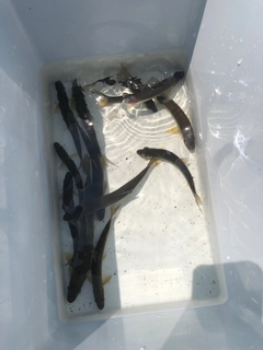 アユの釣果