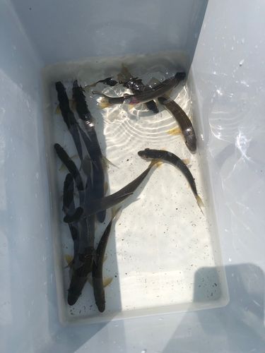 アユの釣果