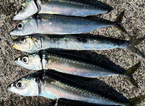 サバの釣果