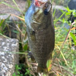 スモールマウスバス