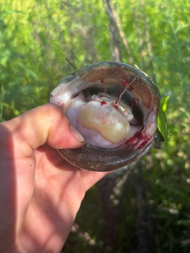 マナマズの釣果
