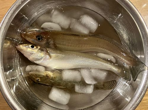 シロギスの釣果