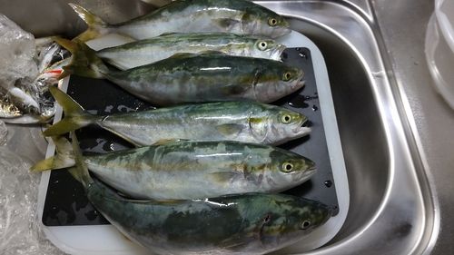 イナダの釣果