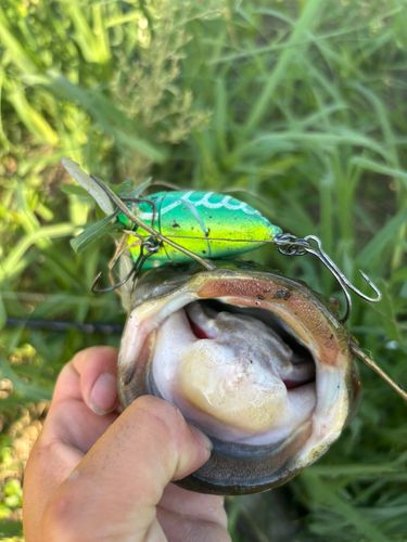 マナマズの釣果