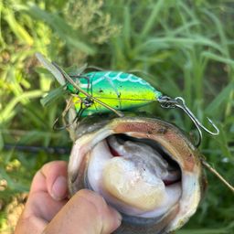 マナマズ