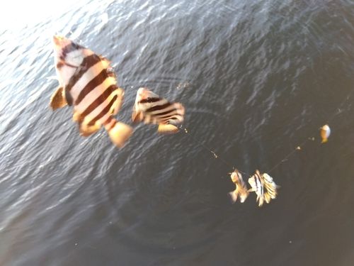 イシダイの釣果