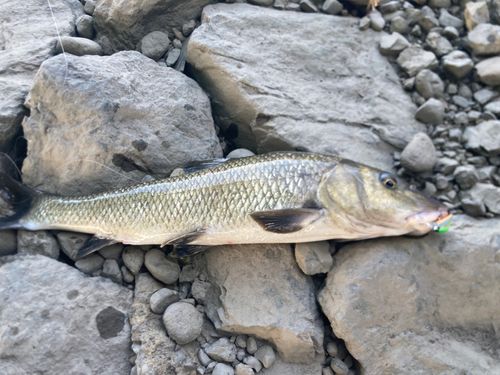 ニゴイの釣果