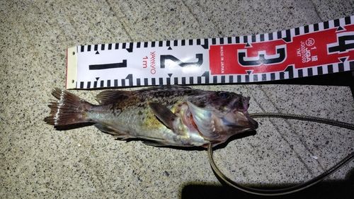クロソイの釣果