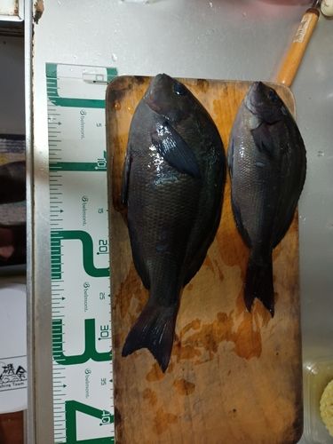 クチブトグレの釣果