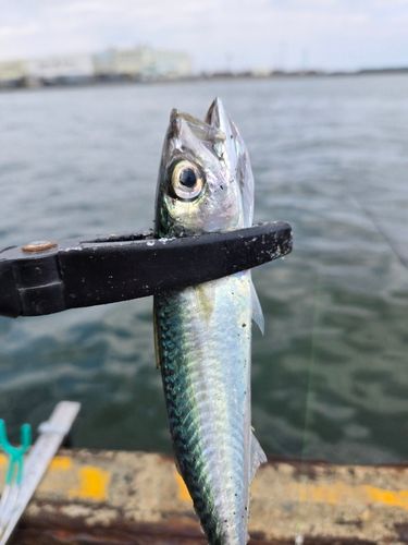 サバの釣果