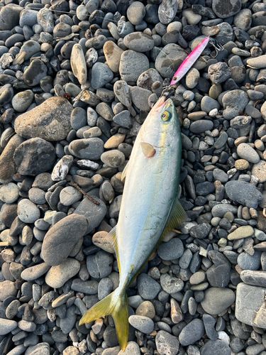 ワカシの釣果