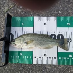 ラージマウスバス