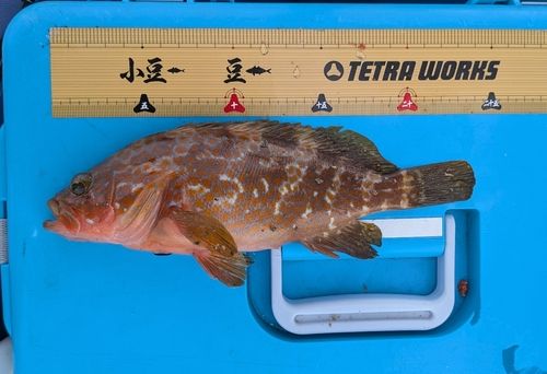 キジハタの釣果