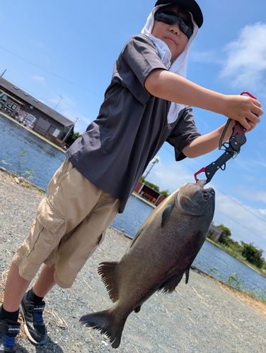 コロソマの釣果