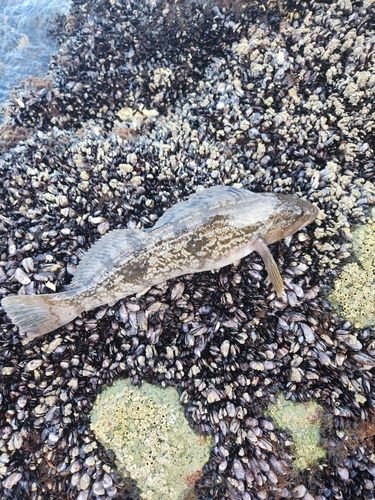 アブラコの釣果