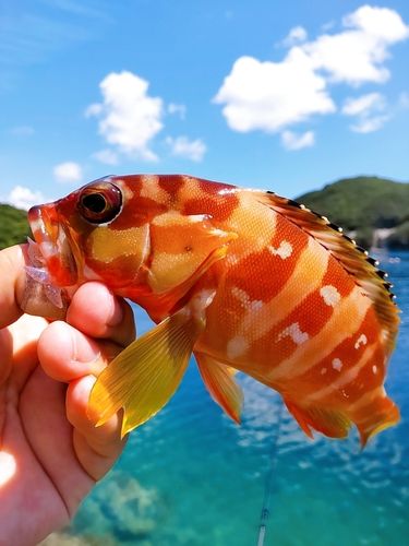 アカハタの釣果