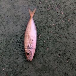 アジ