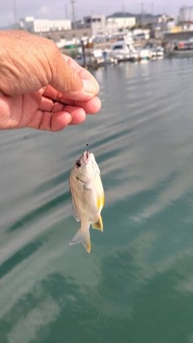 キビレの釣果