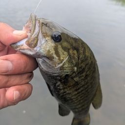 スモールマウスバス