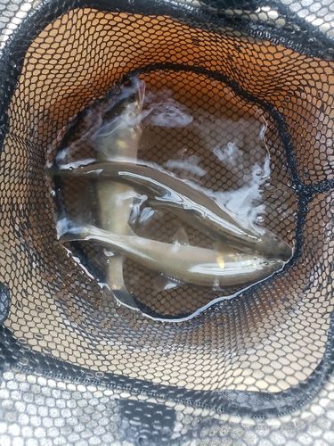 アユの釣果