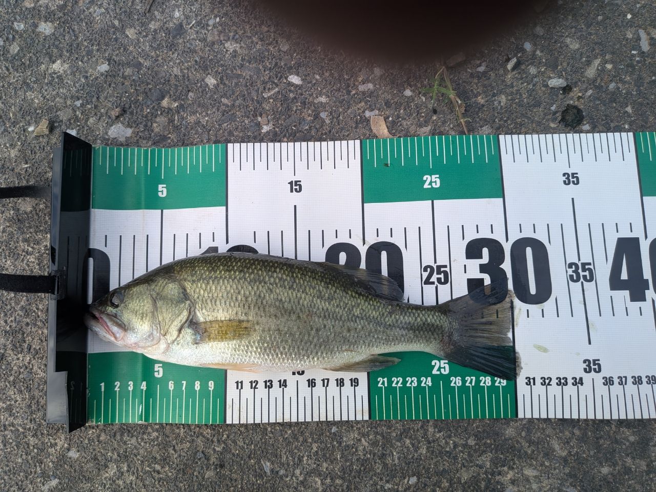 ラージマウスバス