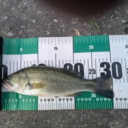 ラージマウスバス