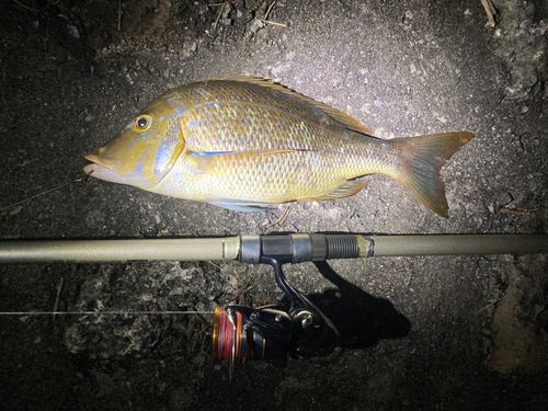ハマフエフキの釣果