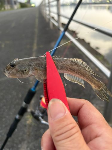 ハゼの釣果