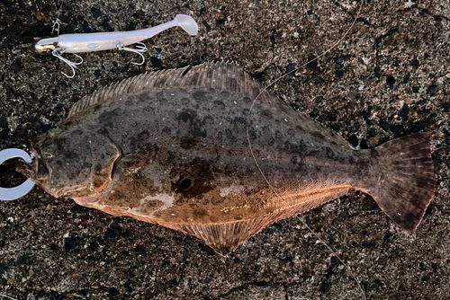 ヒラメの釣果