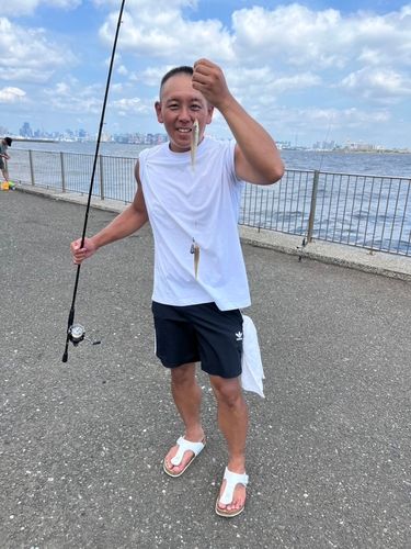 シロギスの釣果