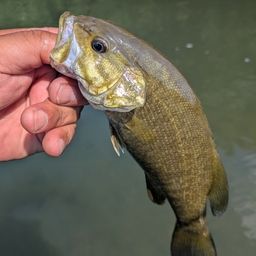 スモールマウスバス