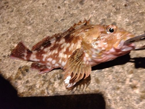 カサゴの釣果
