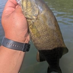 スモールマウスバス