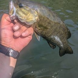 スモールマウスバス