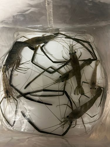 テナガエビの釣果