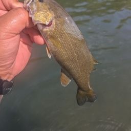 スモールマウスバス