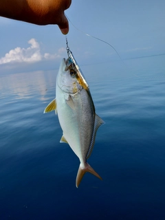 ネリゴの釣果