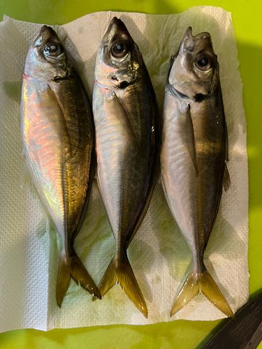 タチウオの釣果