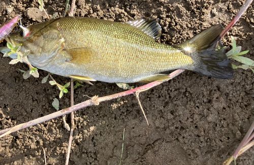スモールマウスバスの釣果