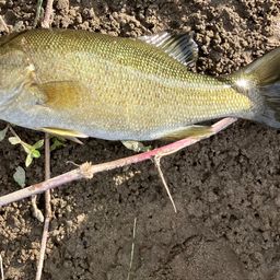 スモールマウスバス