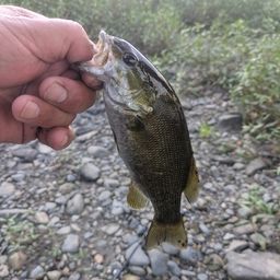 スモールマウスバス