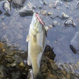 スモールマウスバス