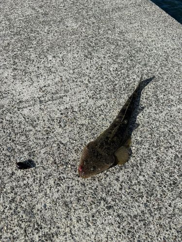 マゴチの釣果