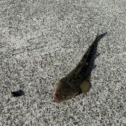 マゴチ
