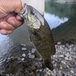 スモールマウスバス