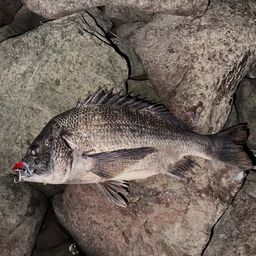 クロダイ