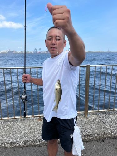 セイゴ（ヒラスズキ）の釣果